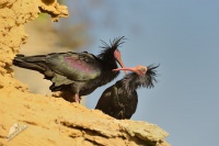 Ibis skalni - Geronticus eremita - Waldrapp - Bald Ibis 5872